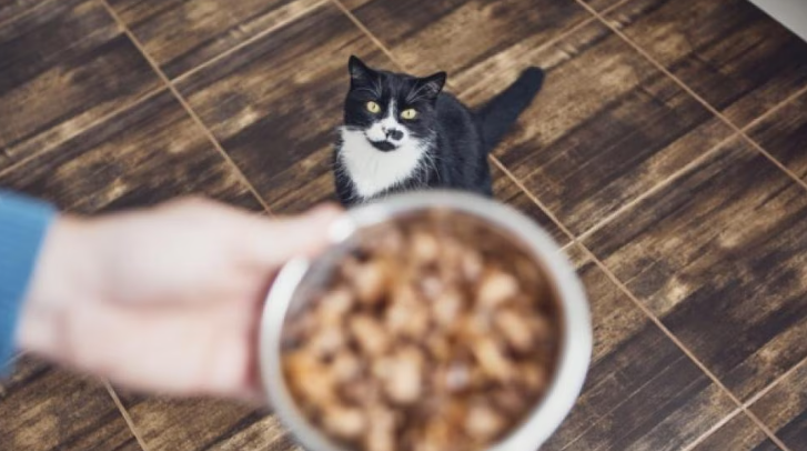 A Guide to Grain-Free Cat Food Options