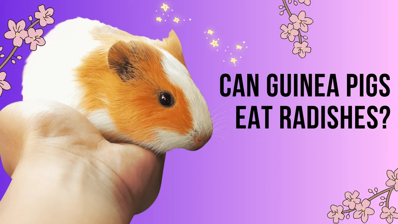 Can Guinea Pigs Eat Radishes? 