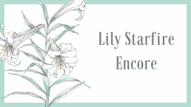 Lily Starfire Encore