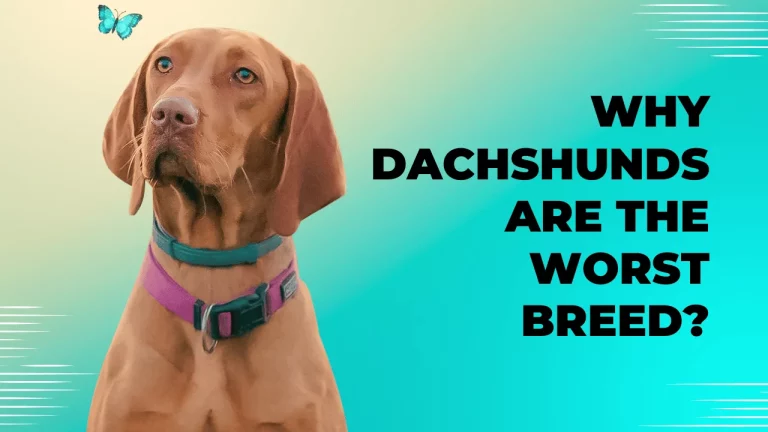 Why Dachshunds Are the Worst Breed?