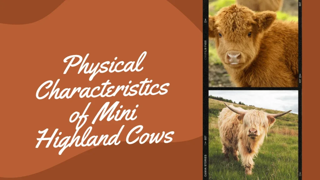 Physical Characteristics of Mini Highland Cows